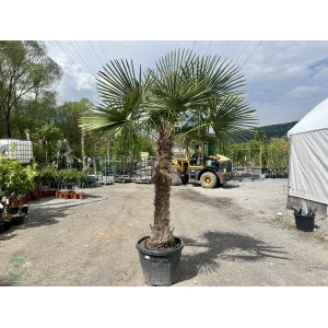 Palma konopná (Trachycarpus fortunei) - výška kmeňa 120-130 cm, celková výška 190-210 cm, kont. C50L (-17°C)